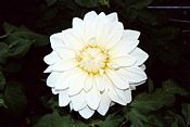 Dekorativ-Dahlie - White Alva