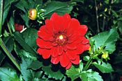 Seerosen-Dahlie - Red Beauty